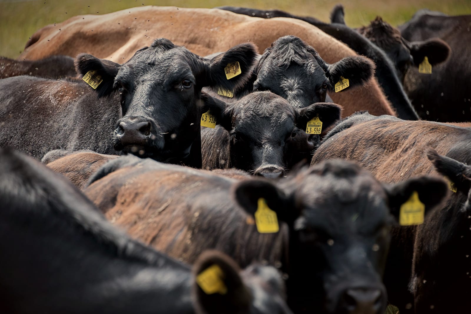 Wagyu
